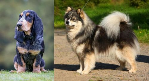 Petit Bleu de Gascogne vs Finnish Lapphund - Breed Comparison