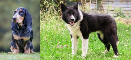 Petit Bleu de Gascogne vs Karelian Bear Dog - Breed Comparison