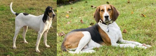 Petit Gascon Saintongeois vs American English Coonhound - Breed Comparison