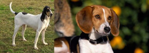 Petit Gascon Saintongeois vs American Foxhound - Breed Comparison