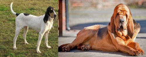 Petit Gascon Saintongeois vs Bloodhound