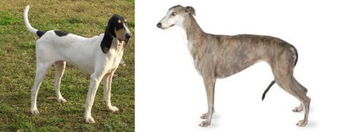 Petit Gascon Saintongeois vs Greyhound - Breed Comparison