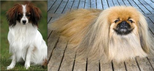 Phalene vs Pekingese - Breed Comparison