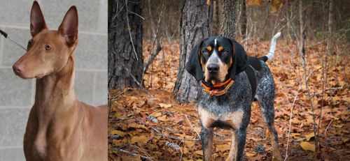 Pharaoh Hound vs Bluetick Coonhound - Breed Comparison