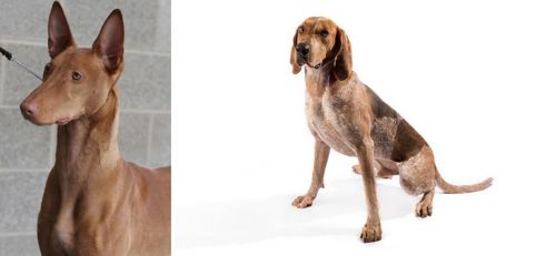 Pharaoh Hound vs Coonhound - Breed Comparison