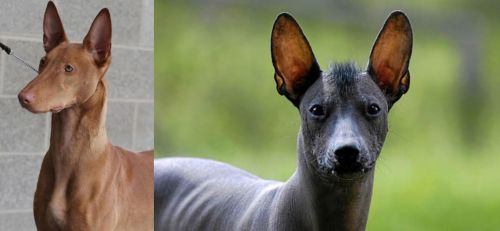 Pharaoh Hound vs Mexican Hairless - Breed Comparison