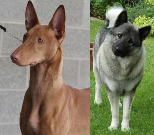 Pharaoh Hound vs Norwegian Elkhound - Breed Comparison
