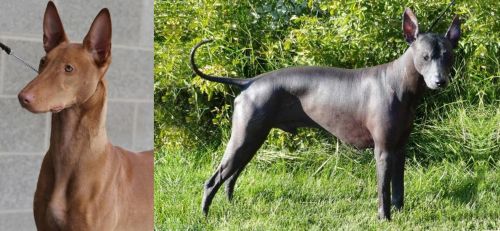 Pharaoh Hound vs Peruvian Hairless - Breed Comparison