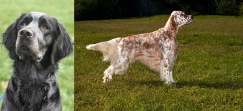 Picardy Spaniel vs English Setter - Breed Comparison