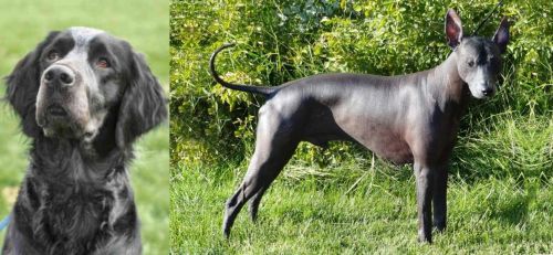 Picardy Spaniel vs Peruvian Hairless - Breed Comparison