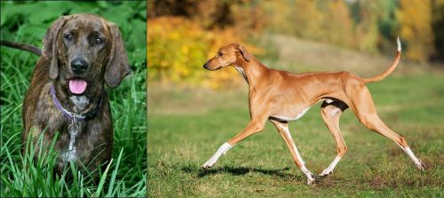 Plott Hound vs Azawakh - Breed Comparison