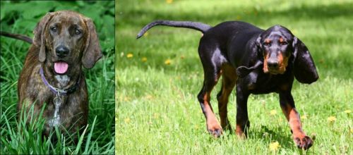Plott Hound vs Black and Tan Coonhound - Breed Comparison