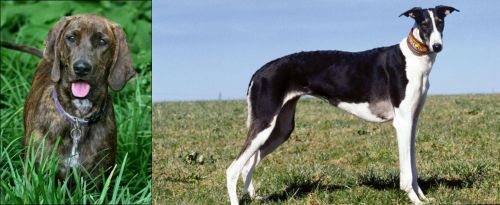 Plott Hound vs Chart Polski - Breed Comparison