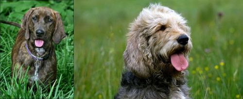 Plott Hound vs Otterhound - Breed Comparison