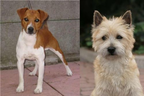 Plummer Terrier vs Cairn Terrier