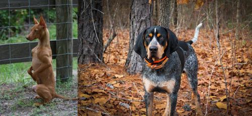 Podenco Andaluz vs Bluetick Coonhound - Breed Comparison