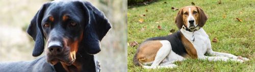 Polish Hunting Dog vs American English Coonhound - Breed Comparison