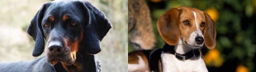 Polish Hunting Dog vs American Foxhound - Breed Comparison