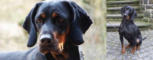 Polish Hunting Dog vs Austrian Black and Tan Hound - Breed Comparison