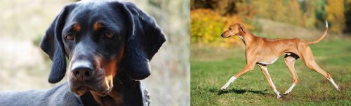 Polish Hunting Dog vs Azawakh - Breed Comparison