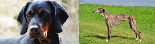 Polish Hunting Dog vs Galgo Espanol - Breed Comparison