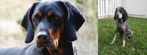 Polish Hunting Dog vs Grand Bleu de Gascogne - Breed Comparison