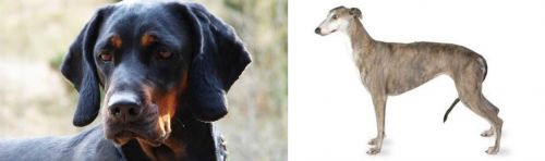 Polish Hunting Dog vs Greyhound - Breed Comparison