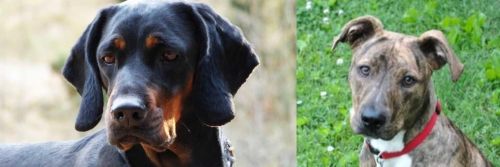 Polish Hunting Dog vs Mountain Cur - Breed Comparison