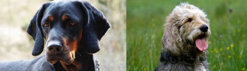 Polish Hunting Dog vs Otterhound - Breed Comparison