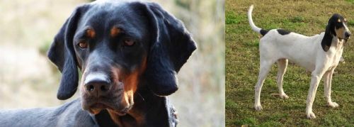 Polish Hunting Dog vs Petit Gascon Saintongeois - Breed Comparison