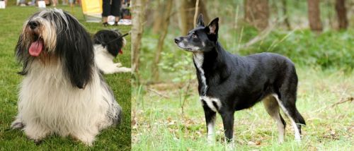 Polish Lowland Sheepdog vs Lapponian Herder - Breed Comparison