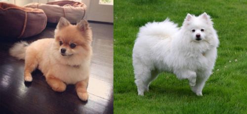 Pomeranian vs American Eskimo Dog - Breed Comparison