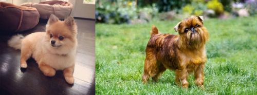 Pomeranian vs Belgian Griffon - Breed Comparison