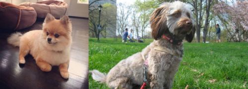Pomeranian vs Doxiepoo - Breed Comparison