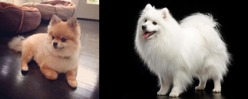Pomeranian vs Japanese Spitz - Breed Comparison
