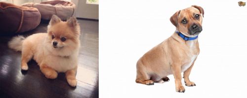 Pomeranian vs Jug - Breed Comparison