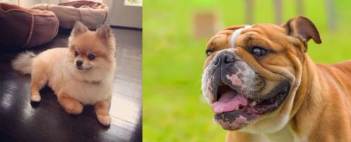 Pomeranian vs Miniature English Bulldog - Breed Comparison