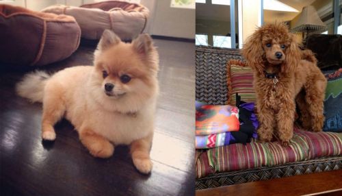 Pomeranian vs Miniature Poodle - Breed Comparison