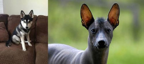 Pomsky vs Mexican Hairless - Breed Comparison