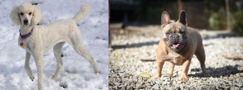 Poodle vs French Bulldog - Breed Comparison