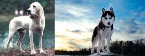 Porcelaine vs Alaskan Husky - Breed Comparison