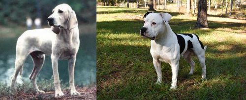 Porcelaine vs American Bulldog - Breed Comparison