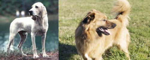 Porcelaine vs Basque Shepherd - Breed Comparison