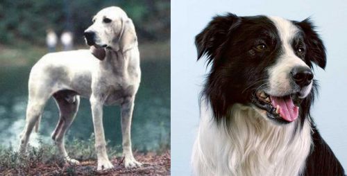 Porcelaine vs Border Collie - Breed Comparison