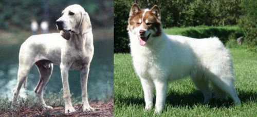 Porcelaine vs Canadian Eskimo Dog - Breed Comparison