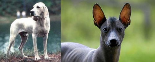 Porcelaine vs Mexican Hairless - Breed Comparison