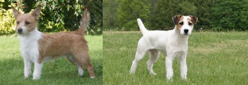 Portuguese Podengo vs Jack Russell Terrier - Breed Comparison