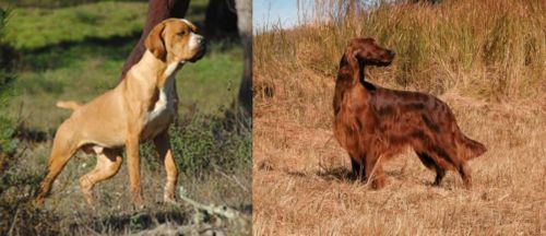 Portuguese Pointer vs Irish Setter - Breed Comparison