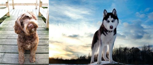 Portuguese Water Dog vs Alaskan Husky - Breed Comparison