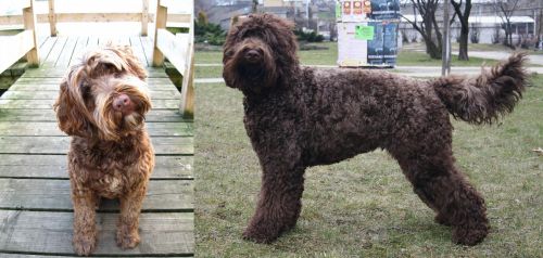 Portuguese Water Dog vs Barbet - Breed Comparison